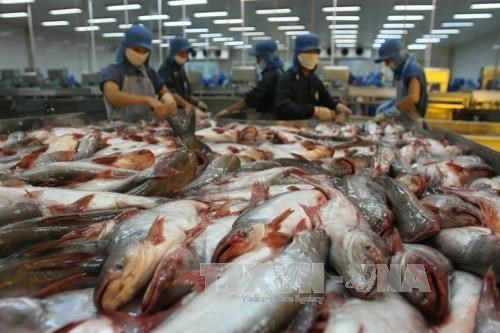 Le Cambodge reprendra l'importation de poissons d'elevage du Vietnam hinh anh 1