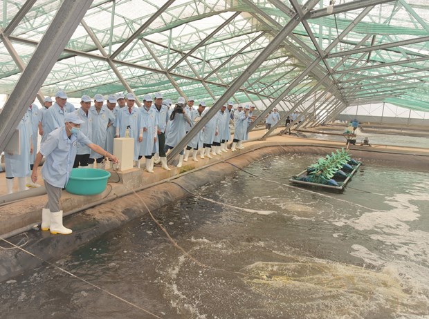 Bac Lieu veut devenir un centre de production de crevettes du pays hinh anh 1