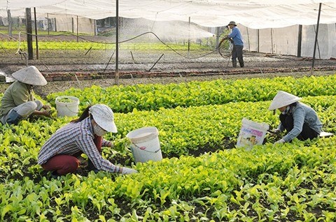 Hanoi : optimisation des cooperatives pour une meilleure production hinh anh 1