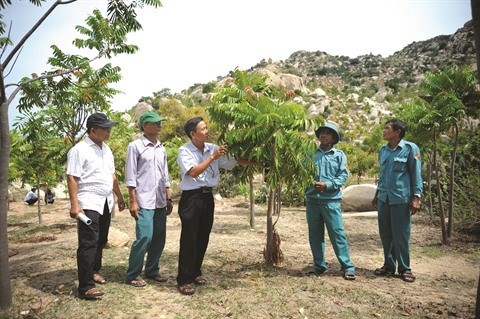 Ninh Thuan reverdit ses zones arides avec une espece forestiere indigene hinh anh 1