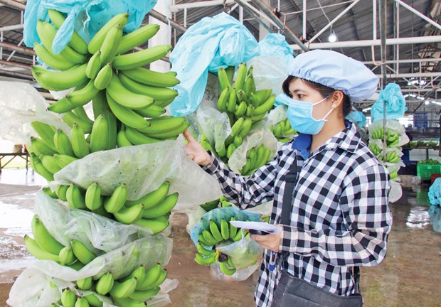 La Republique de Coree augmente ses importations de bananes vietnamiennes hinh anh 1