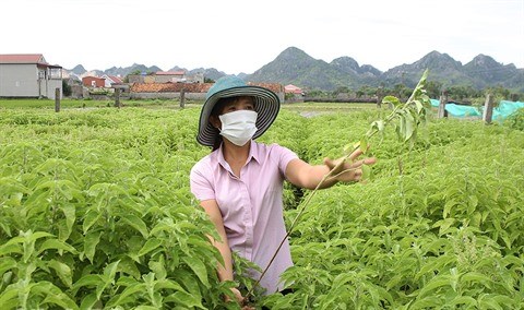 Developpement de la production d'huiles essentielles a Ninh Binh hinh anh 1
