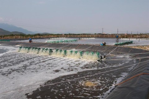Le MARD approuve un projet d’aquaculture durable dans le delta du Mekong hinh anh 1