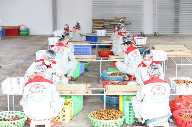 Les producteurs de longanes s’adaptent en attendant le retour des beaux jours hinh anh 1