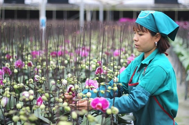 Agriculture intelligente : Hanoi se met au diapason hinh anh 1