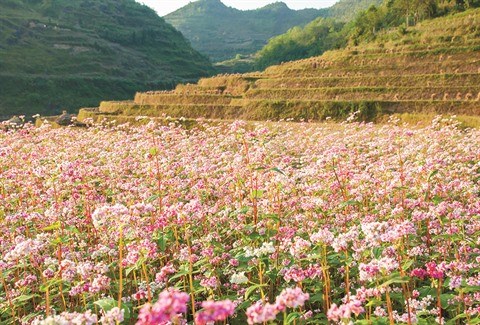 A Ha Giang, les touristes redecouvrent la joie des sarrasins en fleurs hinh anh 1