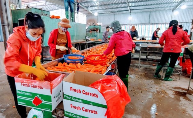 Hai Duong: le premier lot de carottes de l'annee 2022 part en Republique de Coree hinh anh 1