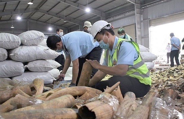 Plus de 6 tonnes d’ivoire et d’ecailles de pangolin presumees saisies a Da Nang hinh anh 1