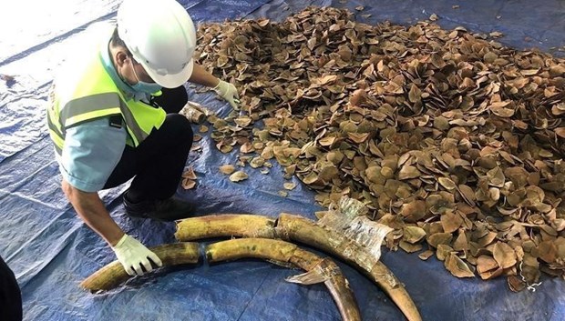 Plus de 6 tonnes d’ivoire et d’ecailles de pangolin presumees saisies a Da Nang hinh anh 2