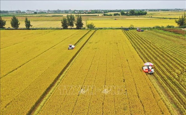 Le Vietnam vise a contruire une agriculture marchande moderne et verte hinh anh 1