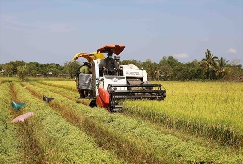 Exportation de riz : 2022 s’annonce prometteuse hinh anh 1