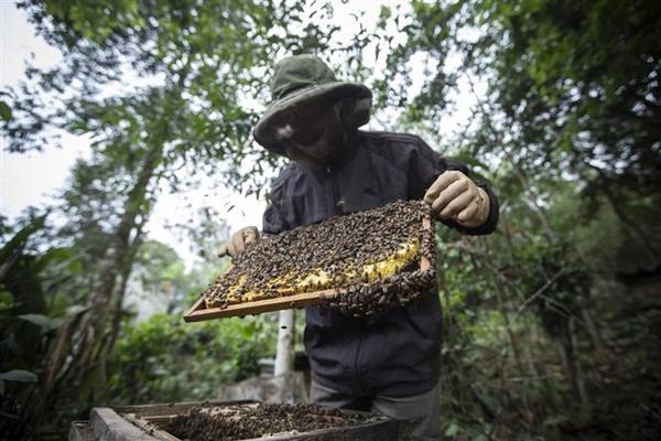 L'imposition par les Etats-Unis d'une taxe antidumping sur le miel affecte l’apiculture vietnamienne hinh anh 1