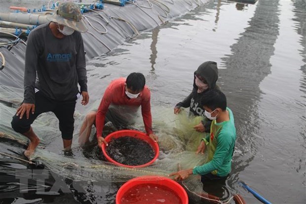 La Republique de Coree soutient un projet d'aquaculture au Vietnam hinh anh 1