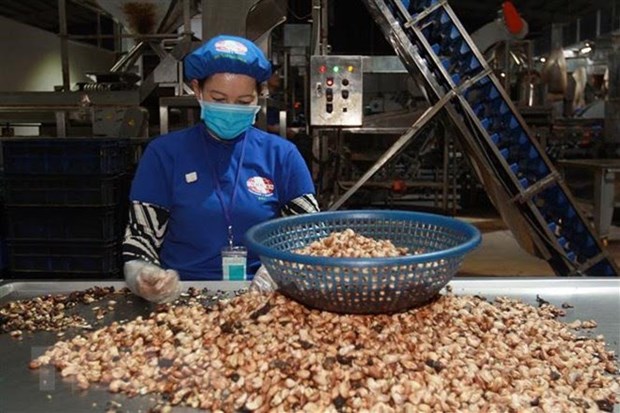 Poursuite du soutien aux exportateurs de noix de cajou dans une affaire de risque de fraude hinh anh 1