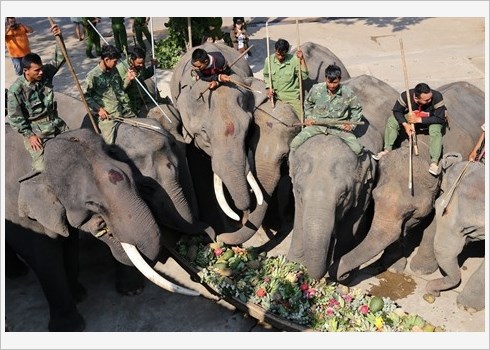 Ceremonie de priere pour la sante des elephants hinh anh 1