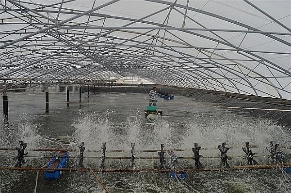 Ba Ria-Vung Tau applique les progres scientifiques pour une aquaculture durable hinh anh 1