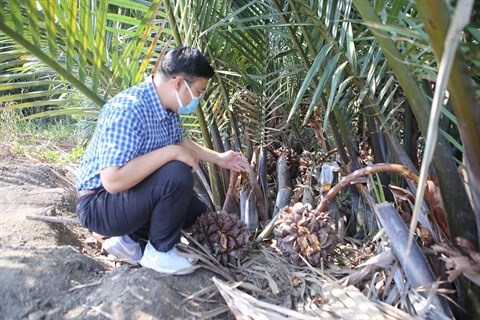 Le miel de palme developpe par un jeune ingenieur chimiste de Can Gio hinh anh 2