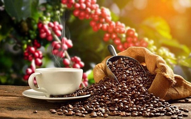 Necessite d’ameliorer la qualite du cafe pour accroitre les exportations vers l'UE hinh anh 1