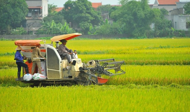 Le Vietnam atteint avant terme l'OMD dans la reduction de la pauvrete hinh anh 1