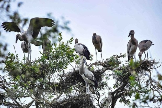 Le Vietnam s’efforce de conserver des oiseaux sauvages hinh anh 1