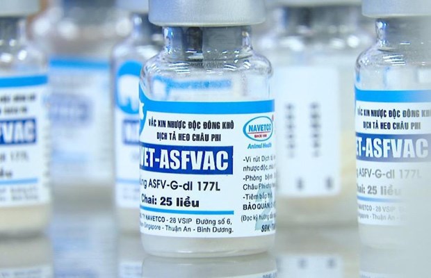 Le Vietnam devient le premier pays a commercialiser le vaccin contre la peste porcine africaine hinh anh 1