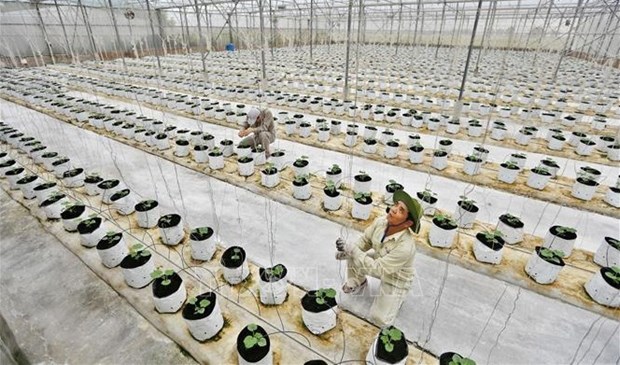 Le MADR propose de nouvelles politiques pour l’economie agricole hinh anh 2