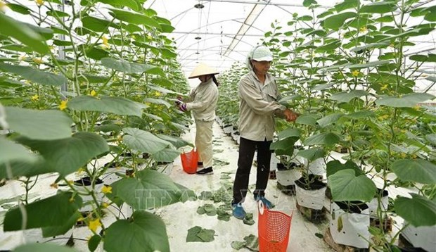 Le MADR propose de nouvelles politiques pour l’economie agricole hinh anh 1
