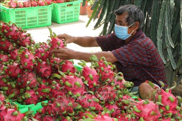Lao Cai: reexportation a titre experimental de produits agricoles vers la Chine hinh anh 1