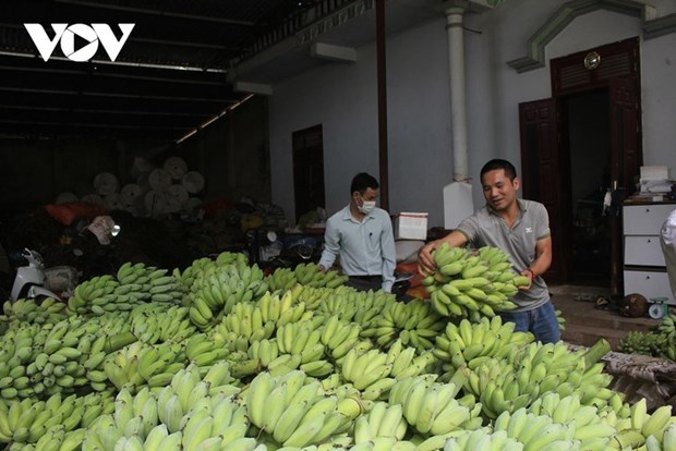 La culture des bananiers fait la richesse de Muong La hinh anh 1