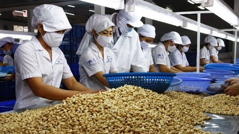 Le Vietnam devrait prioritiser les produits a valeur ajoutee de la noix de cajou hinh anh 1