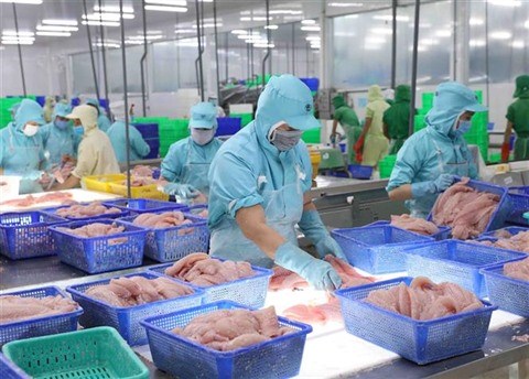 Les pangasius et les crevettes vietnamiens s’exportent bien en Chine hinh anh 1