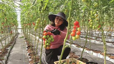 Les provinces du Tay Nguyen misent sur la sylviculture et l’agriculture high-tech hinh anh 2