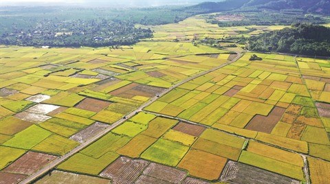 Les provinces du Tay Nguyen misent sur la sylviculture et l’agriculture high-tech hinh anh 1
