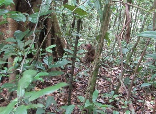 Davantage d’animaux sauvages captures retrouvent leur milieu naturel a Thua Thien-Hue hinh anh 1