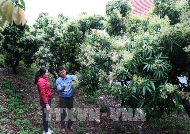 Bac Giang vise le developpement de produits agricoles cles hinh anh 1