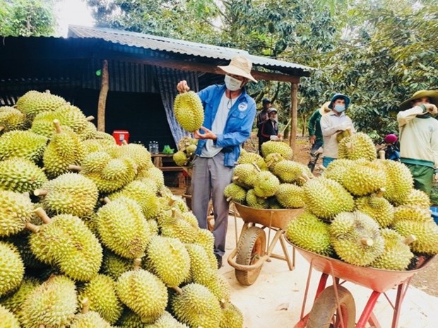 Dak Lak promeut ses exportations du durian vers la Chine hinh anh 1