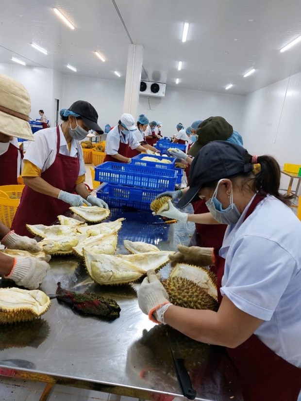 Dak Lak promeut ses exportations du durian vers la Chine hinh anh 2