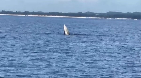 Une baleine apparait dans les eaux de Quang Ninh hinh anh 1