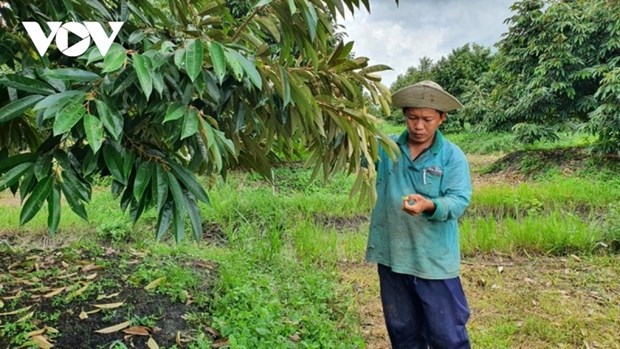 Long An mise sur une exportation durable de durian hinh anh 1