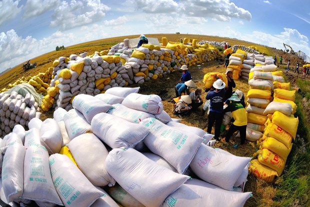 Nikkei Asia: le Vietnam et la Thailande peuvent se liguer pour relever le prix du riz a l'export hinh anh 1