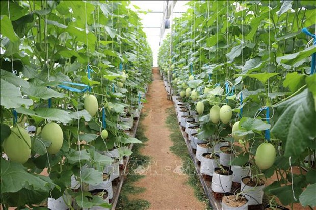 Le Vietnam adopte un plan d’action pour promouvoir la croissance verte dans l'agriculture hinh anh 2