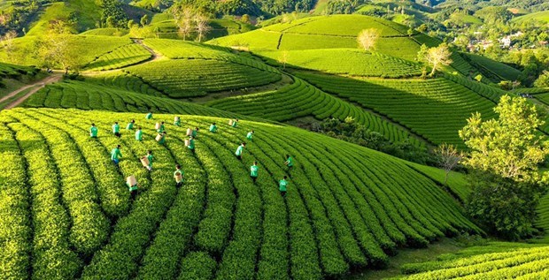 Le Vietnam adopte un plan d’action pour promouvoir la croissance verte dans l'agriculture hinh anh 1