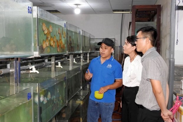 Les poissons d'ornement vietnamiens exportes vers des dizaines de pays hinh anh 2