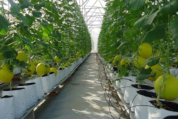 Bac Ninh cherche a ameliorer l’agriculture avec des technologies de pointe hinh anh 2
