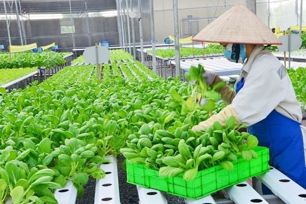 Hanoi vise plus de 70% des produits agricoles high-tech d’ici 2030 hinh anh 1