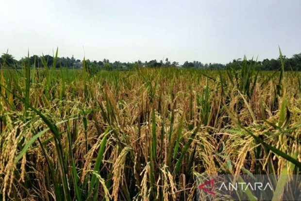 La production de riz de l'Indonesie estimee a 32 millions de tonnes cette annee hinh anh 1