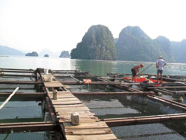 Quang Ninh vise une aquaculture marine de qualite hinh anh 1