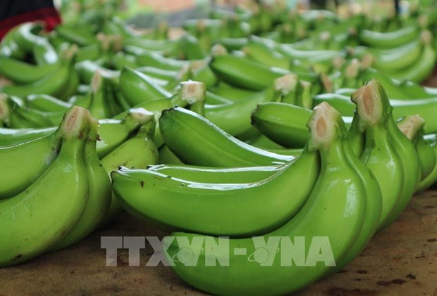 Nouvelles opportunites pour les exportations de bananes vers la Chine hinh anh 2