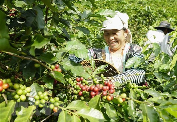 Vietnam-Allemagne: les entreprises de cafe exploitent des avantages de l'EVFTA hinh anh 1