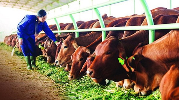 Les agriculteurs de Hung Yen tirent des benefices grace a l'elevage bovin hinh anh 1